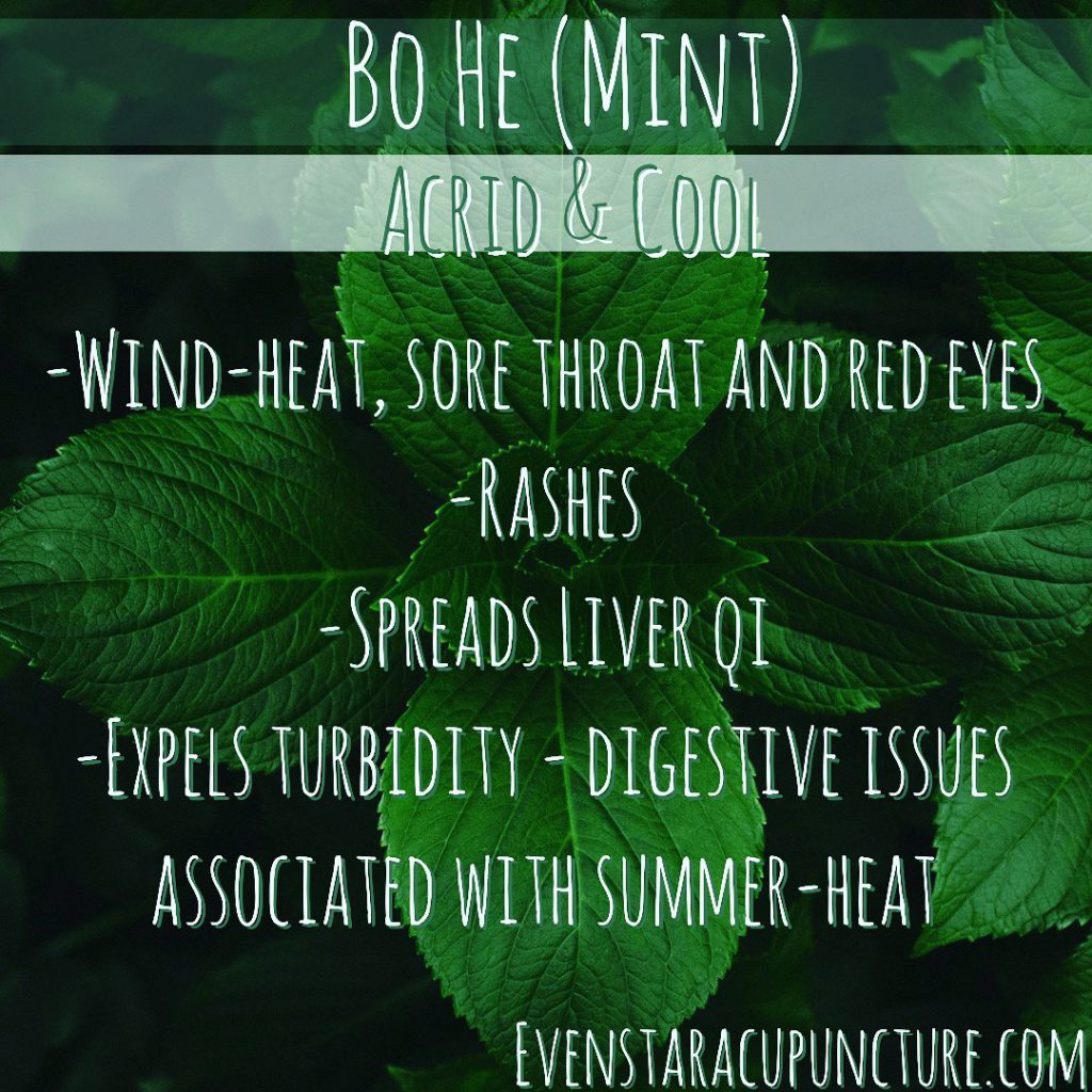 Mint - Common Chinese herb